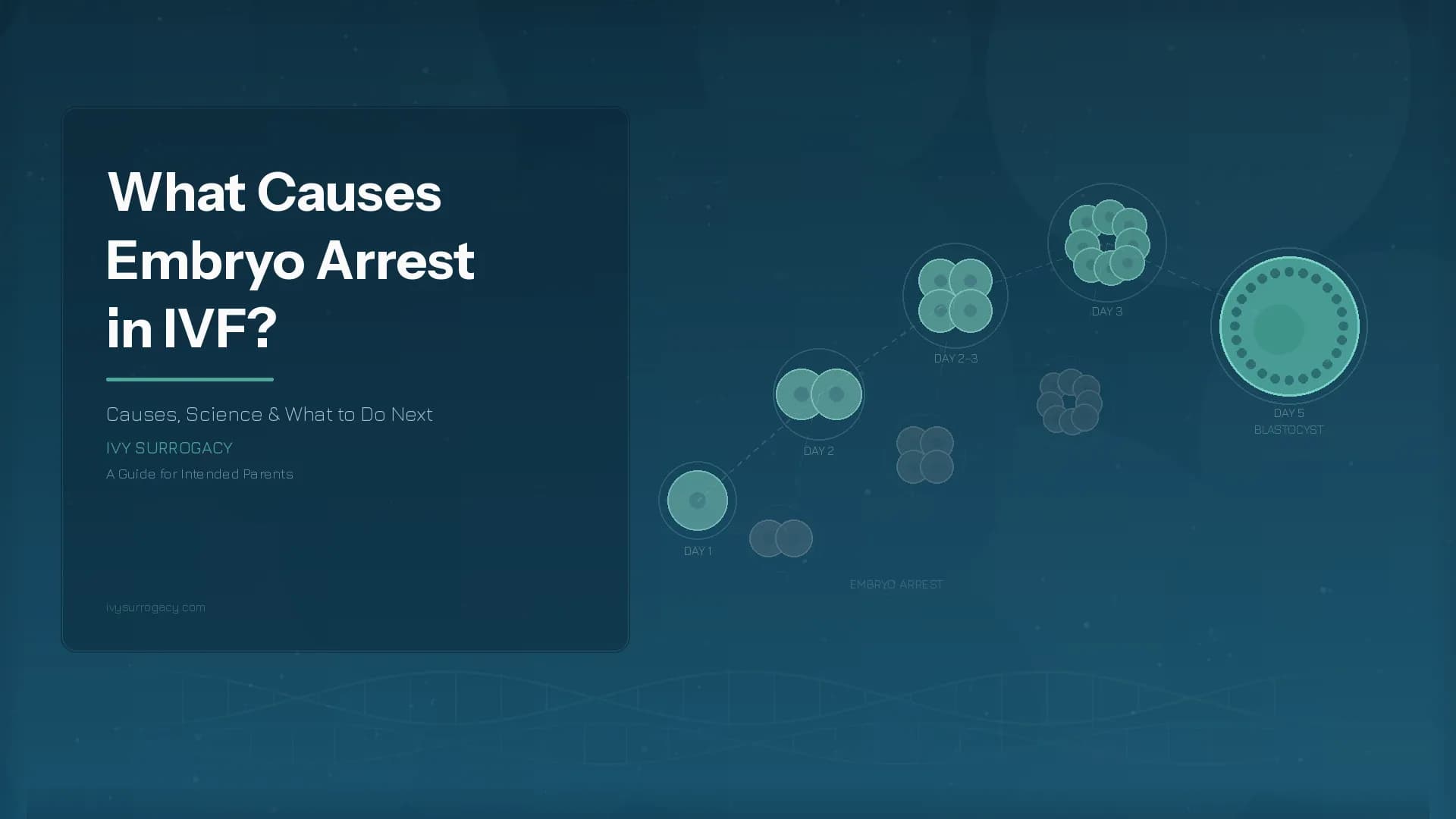 What causes embryo arrest in IVF – illustrated diagram showing embryo development from Day 1 zygote to Day 5 blastocyst, with arrested embryos fading below the development path