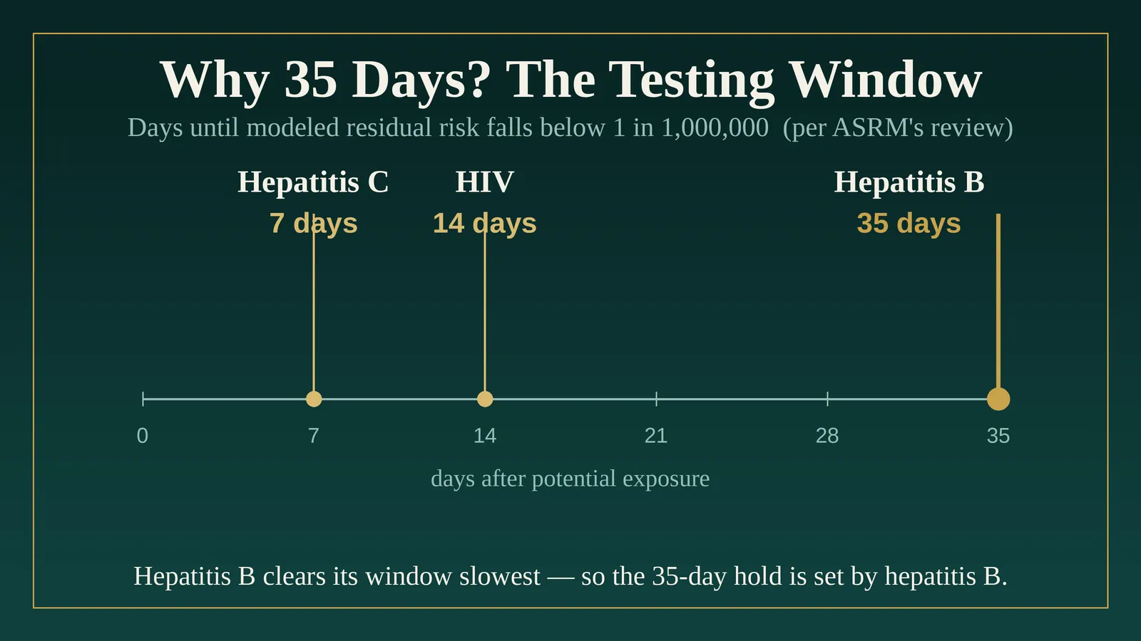 Timeline of the infectious-disease testing window for each virus — hepatitis C at 7 days, HIV at 14 days, and hepatitis B at 35 days — showing that hepatitis B sets the 35-day quarantine because its window closes slowest.