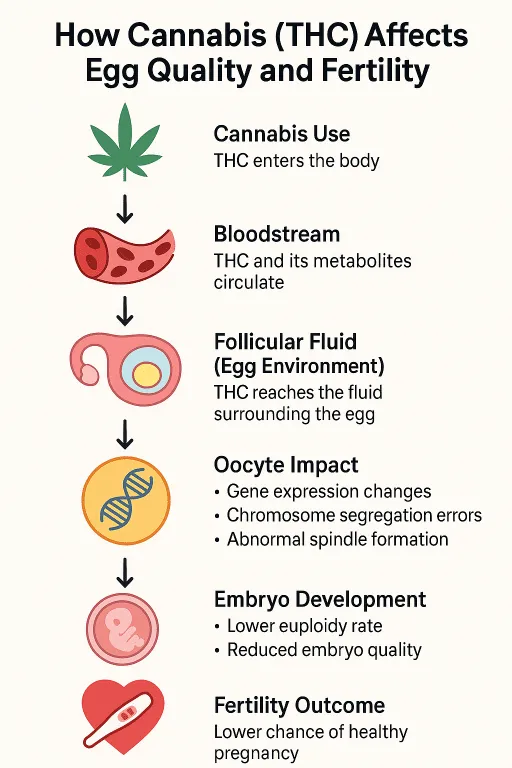 THC affects egg quality