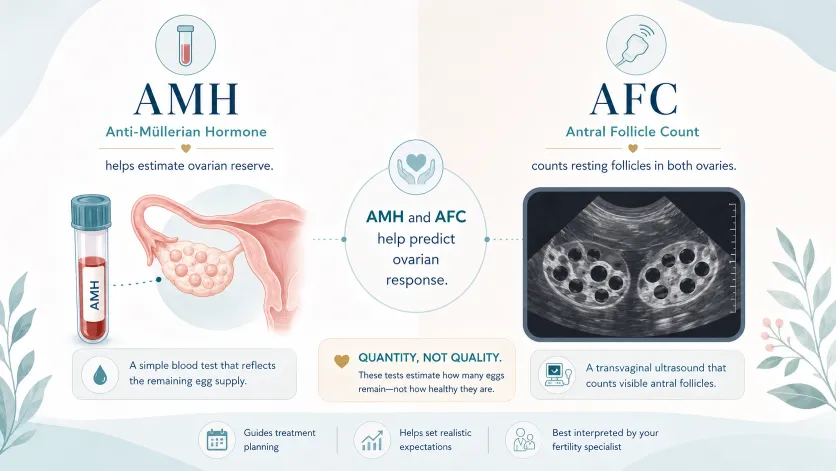 AMH and AFC educational infographic showing how a blood test and ultrasound help fertility specialists estimate ovarian reserve and predict ovarian response in an egg donor cycle.