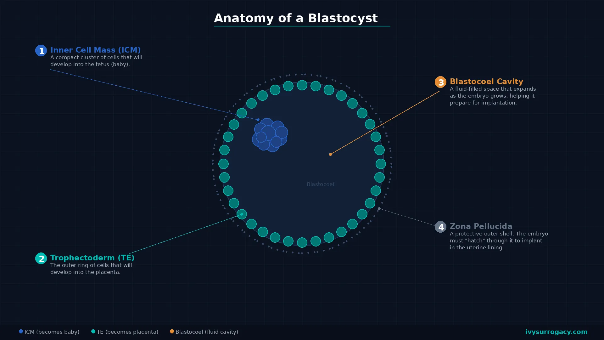 Diagram showing the anatomy of a blastocyst with four labeled components: (1) Inner Cell Mass (ICM), a compact cluster of cells that develops into the fetus; (2) Trophectoderm (TE), the outer ring of cells that develops into the placenta; (3) Blastocoel Cavity, a fluid-filled space that expands as the embryo grows; and (4) Zona Pellucida, the protective outer shell the embryo must hatch through to implant.