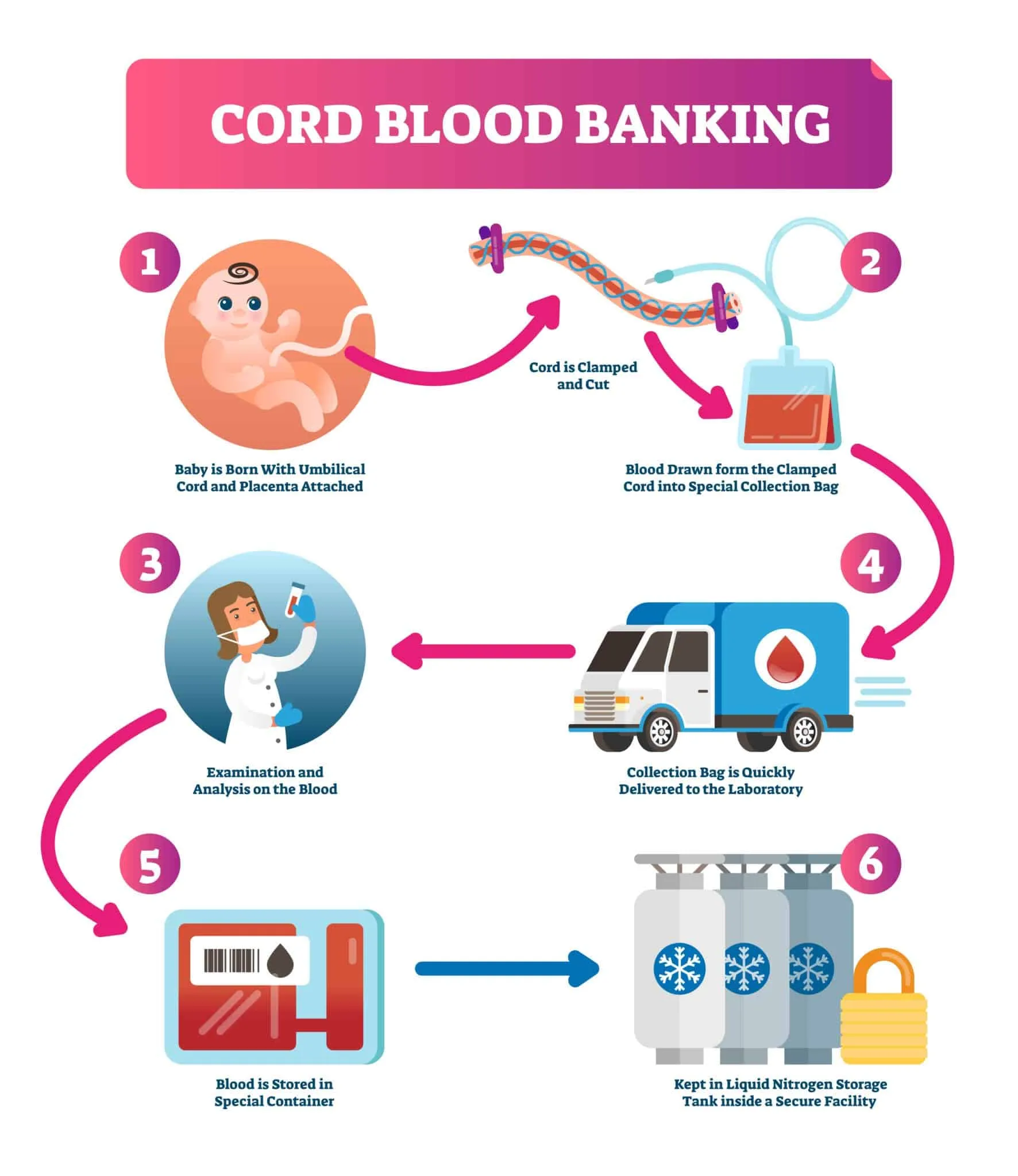 cord blood banking Process