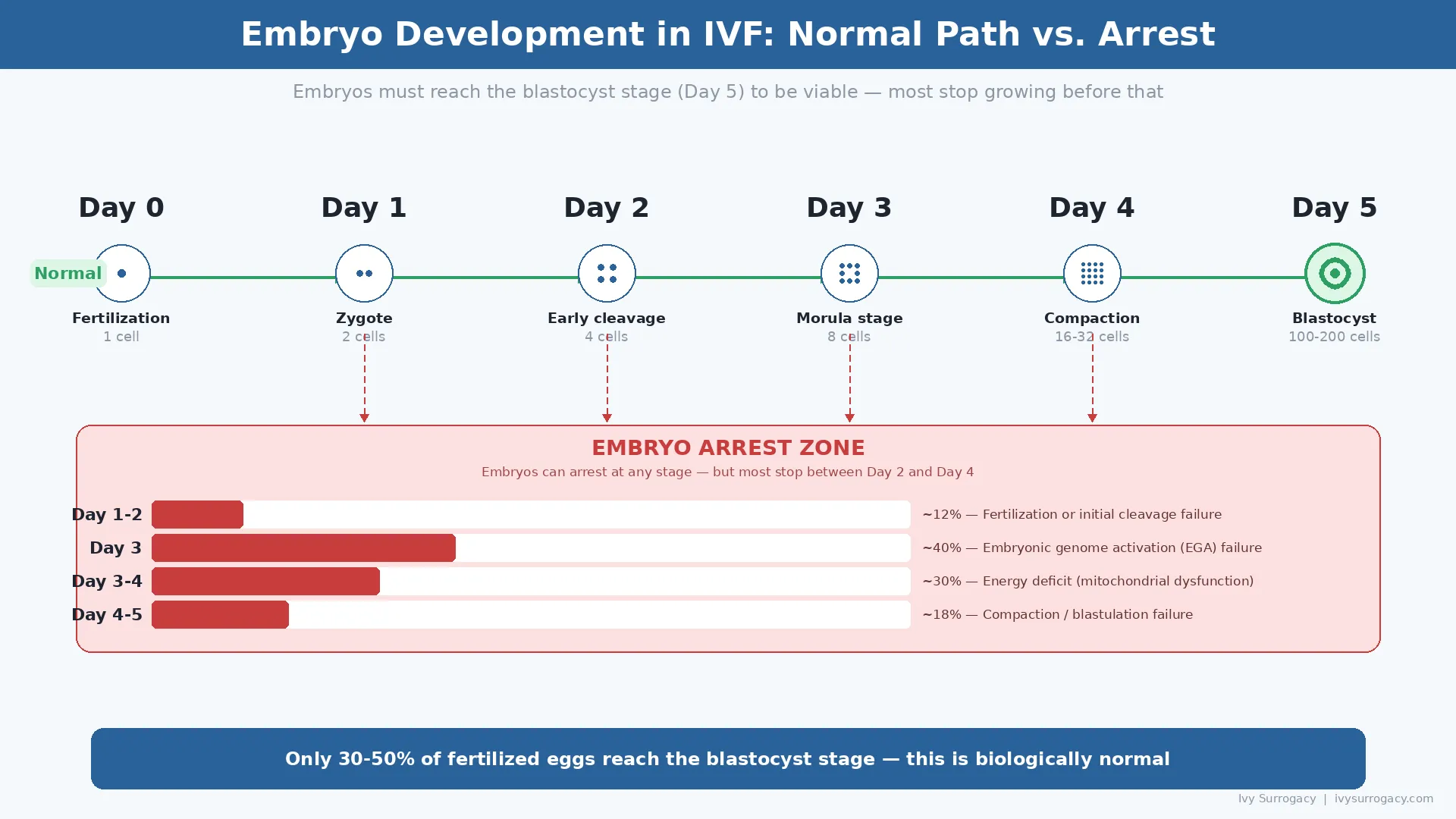 Embryo development timeline in IVF from Day 0 fertilization to Day 5 blastocyst, showing normal growth path and embryo arrest zone with percentage breakdown by stage — Day 3 genome activation failure accounts for approximately 40 percent of arrests