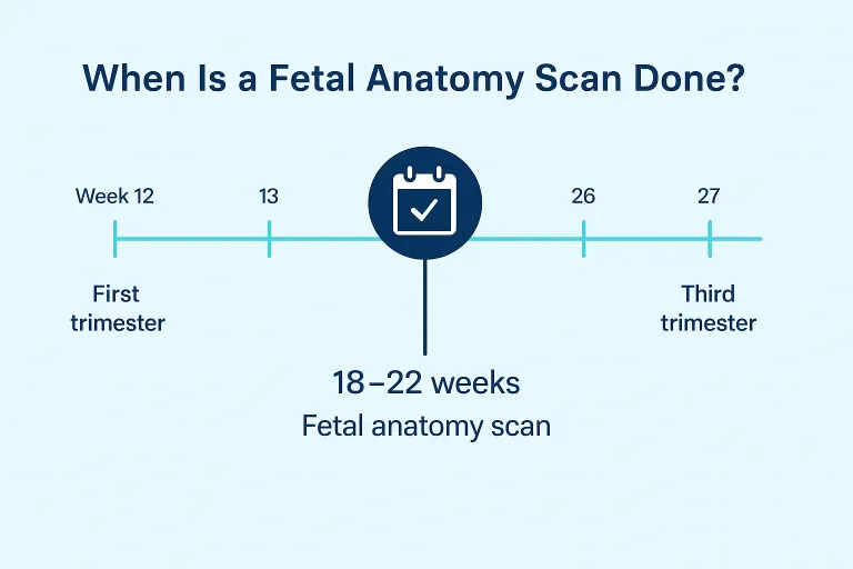 fetal anatomy scan calendar