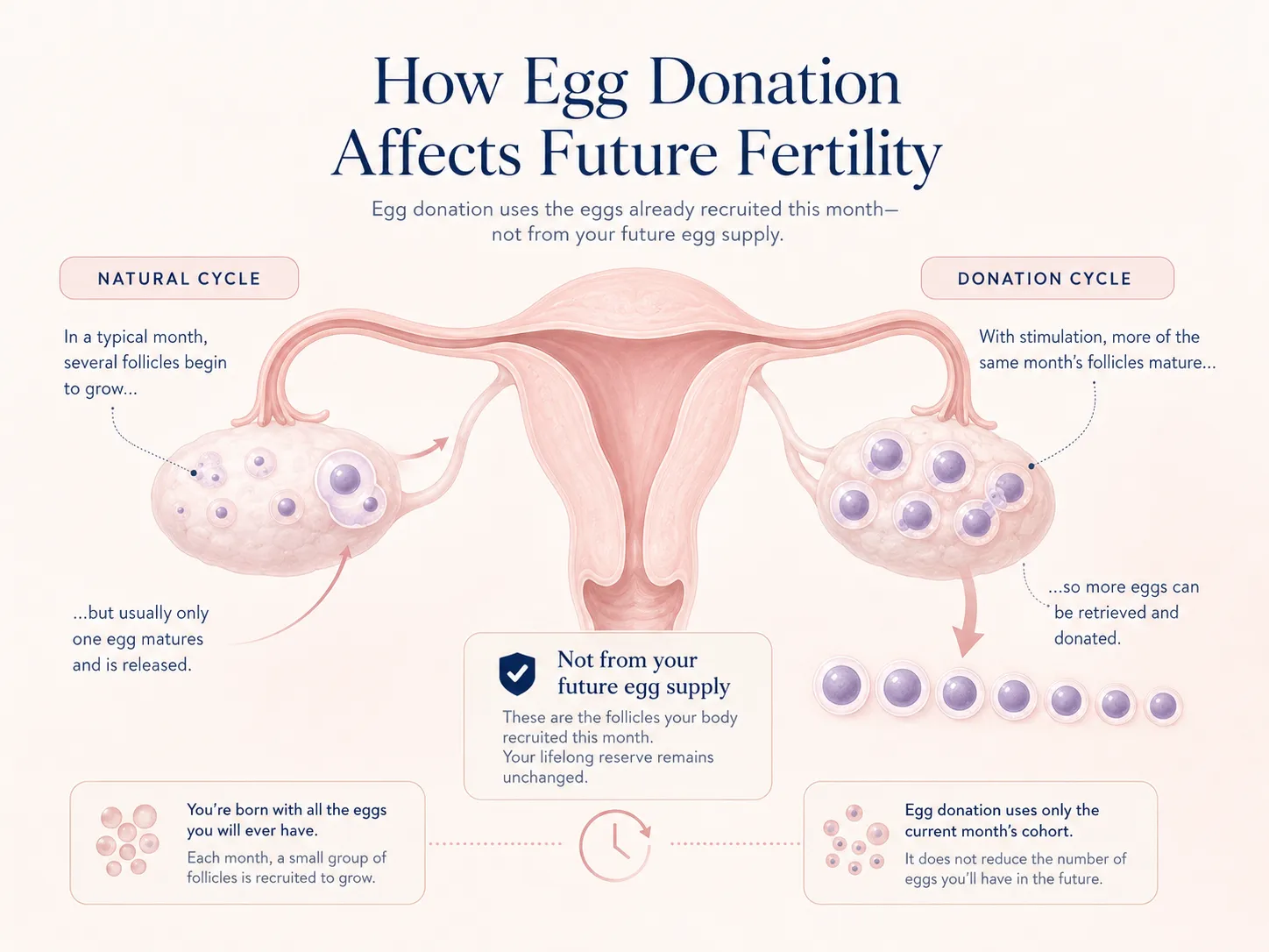 Infographic comparing a natural menstrual cycle with an egg donation cycle and showing how stimulation matures more follicles from the current monthly cohort.
