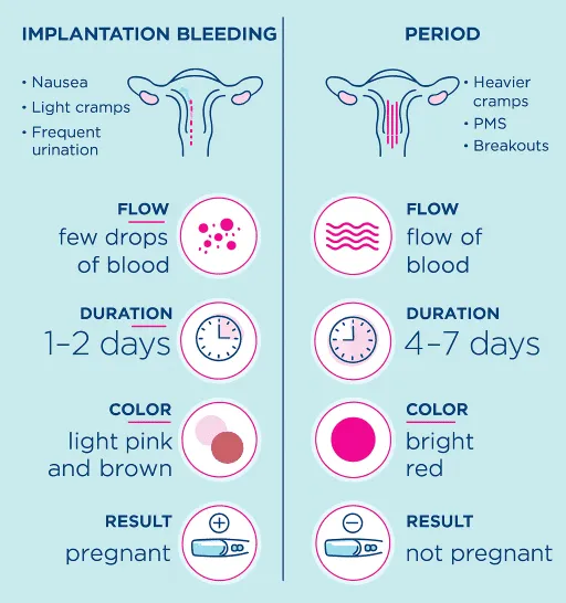 implantation bleeding vs period after embryo transfer
