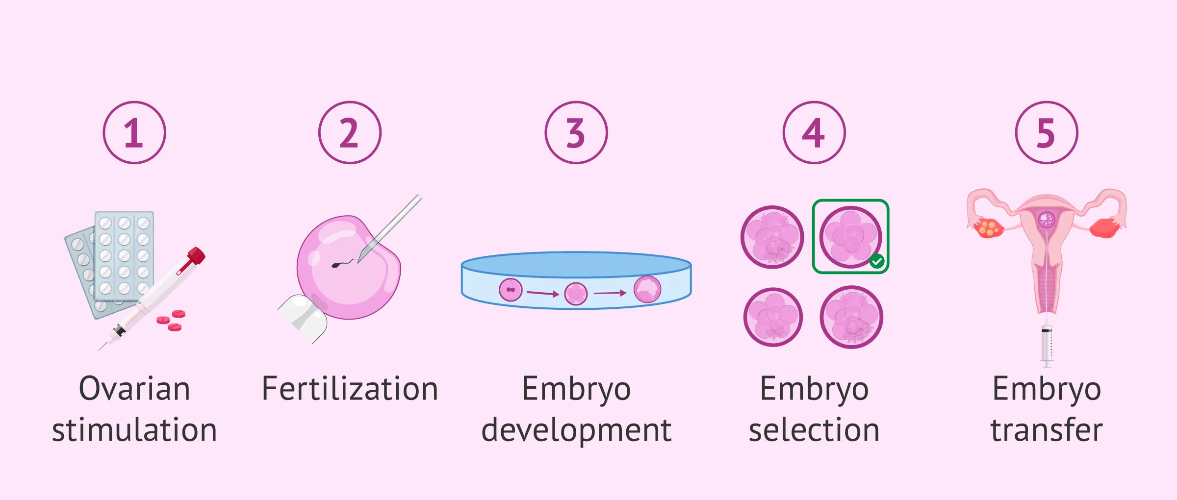 ivf process