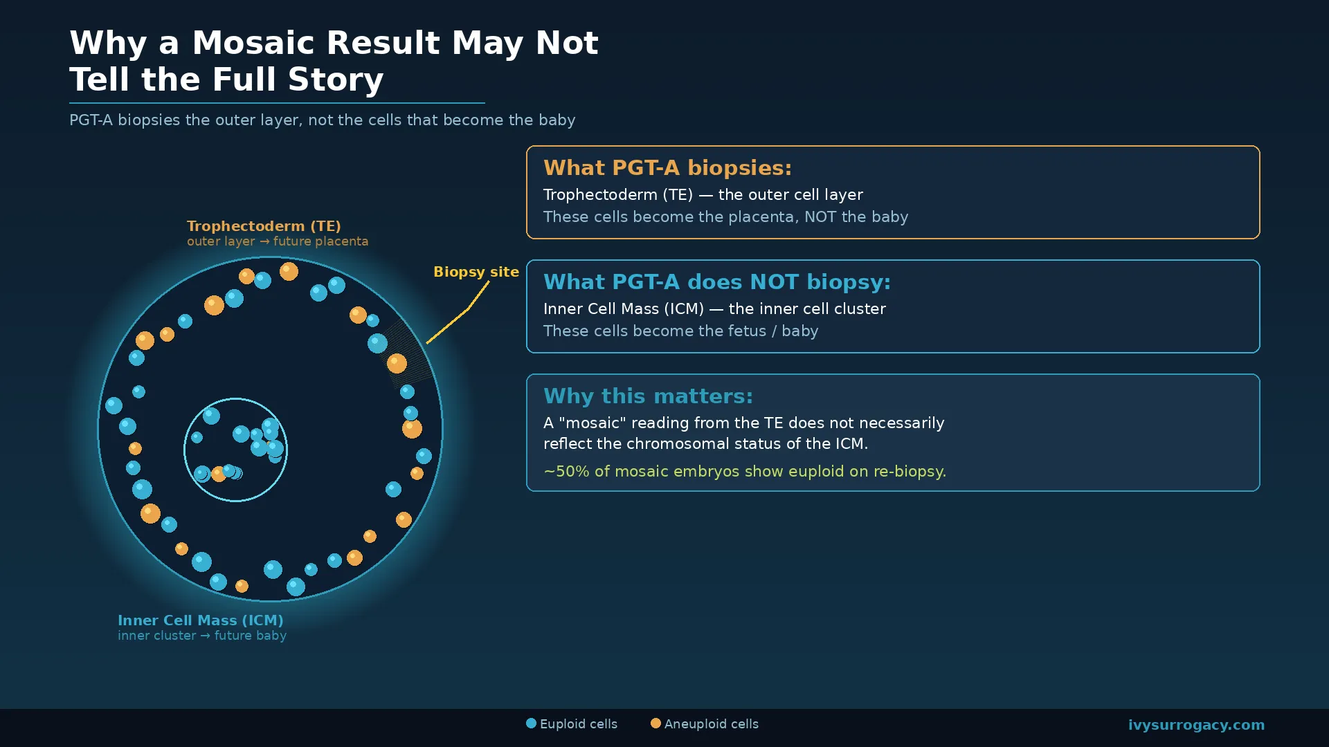 Diagram of a blastocyst illustrating why a mosaic PGT-A result may not tell the full story. PGT-A biopsies the trophectoderm (outer cells that become the placenta), not the inner cell mass (cells that become the baby). Approximately 50% of embryos classified as mosaic on initial biopsy show euploid results on re-biopsy.