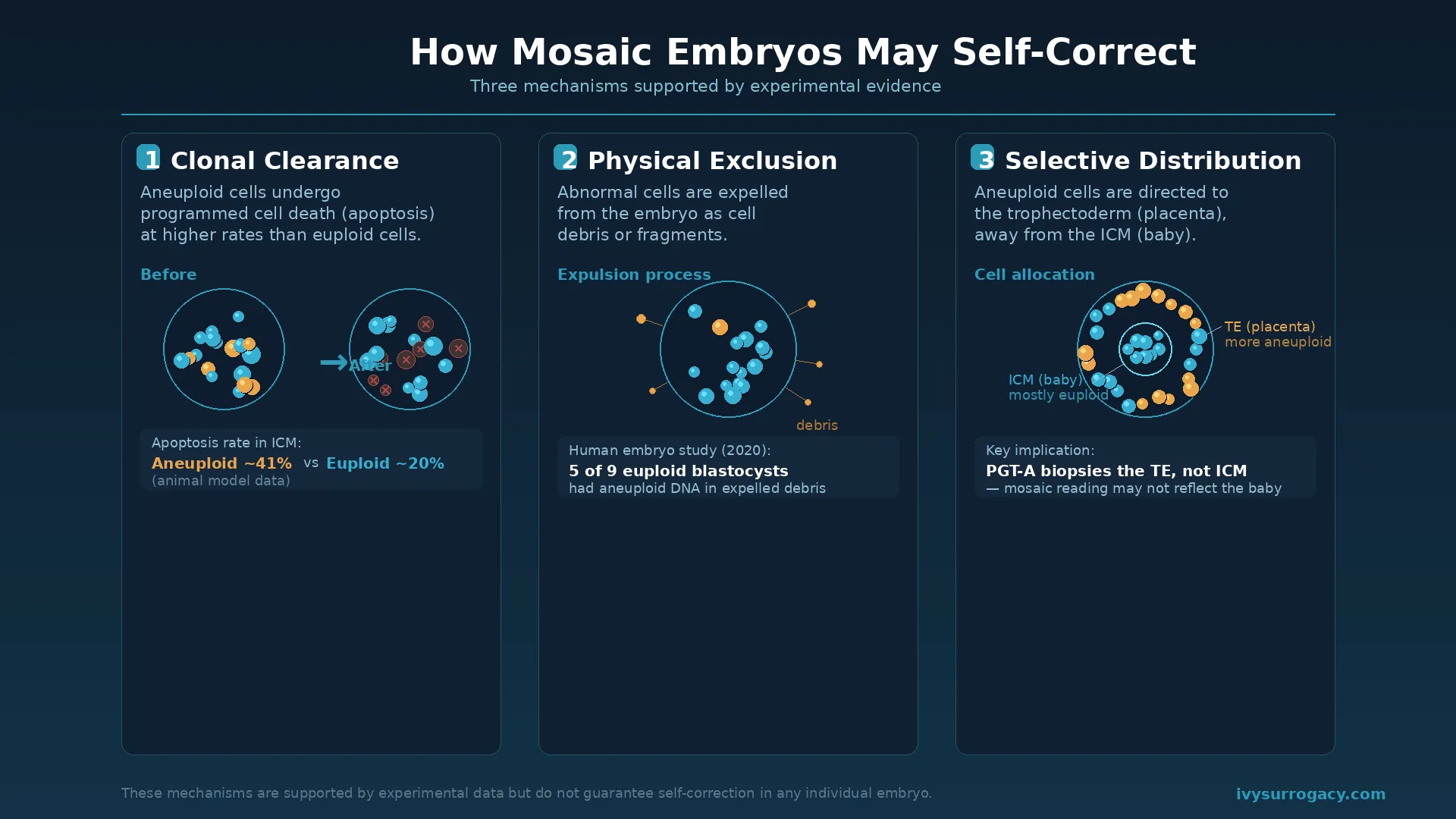 Infographic showing three mechanisms by which mosaic embryos may self-correct: (1) clonal clearance, where aneuploid cells undergo programmed cell death at higher rates than euploid cells; (2) physical exclusion, where abnormal cells are expelled from the embryo as debris; and (3) selective distribution, where aneuploid cells are directed to the trophectoderm (placenta) rather than the inner cell mass (baby). Includes key data points from published research.