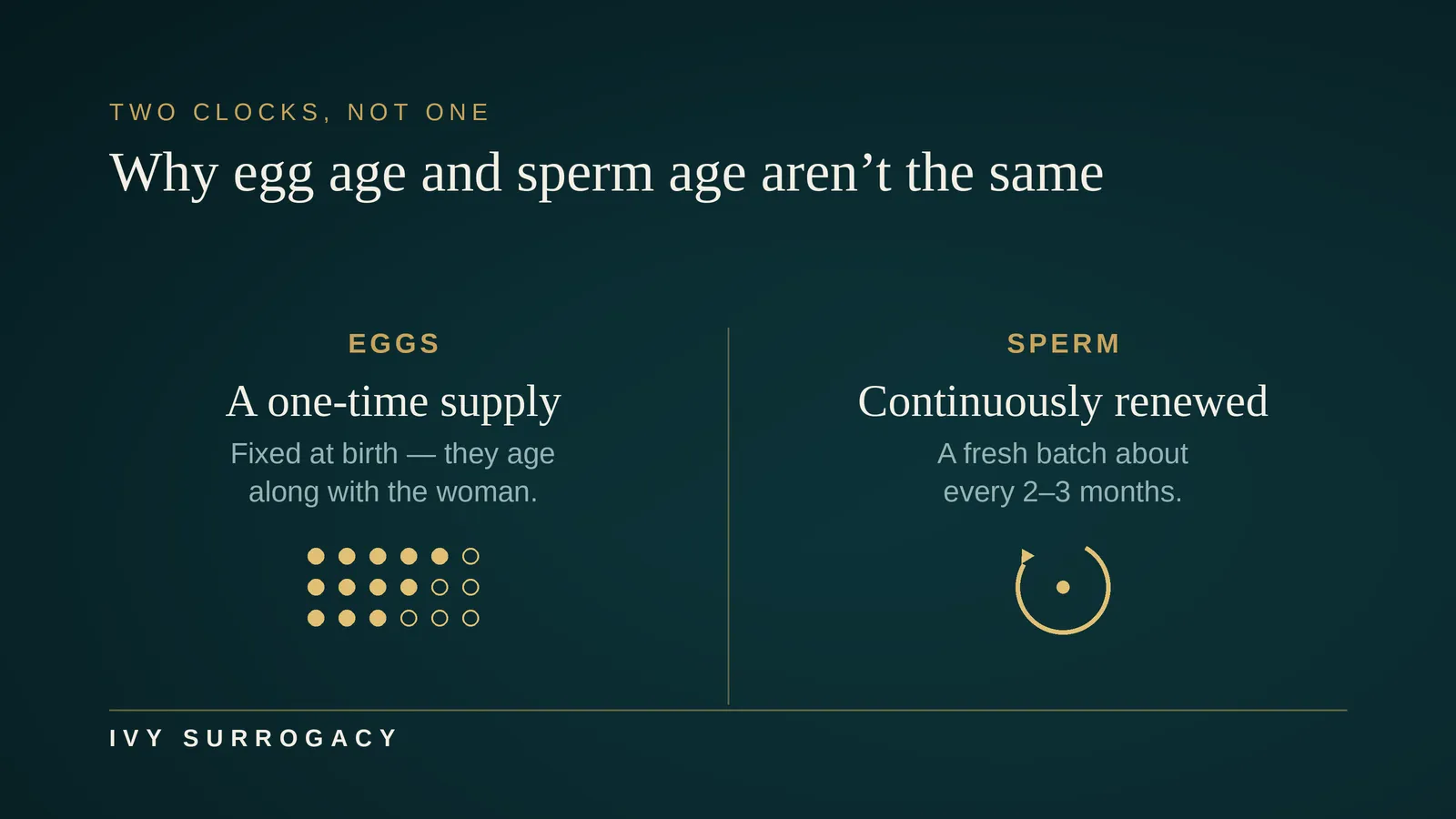 Comparison graphic, "Why egg age and sperm age aren't the same." Left: "Eggs — a one-time supply, fixed at birth, aging with the woman," shown as a finite cluster of gold dots fading from filled to hollow. Right: "Sperm — continuously renewed, a fresh batch about every 2–3 months," shown as a circular renewal arrow.